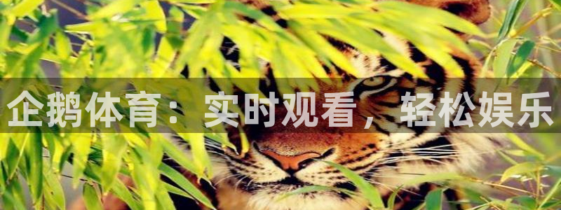 企鹅体育：实时观看，轻松娱乐