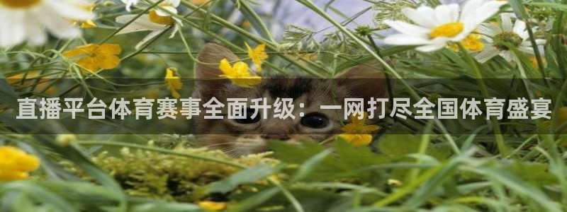 直播平台体育赛事全面升级：一网打尽全国体育盛宴
