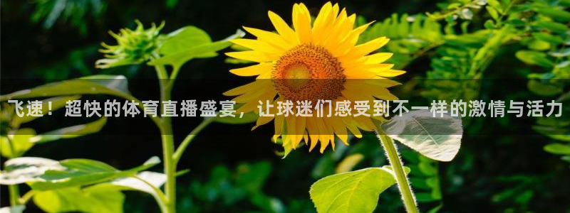 飞速！超快的体育直播盛宴，让球迷们感受到不一样的激情与活力